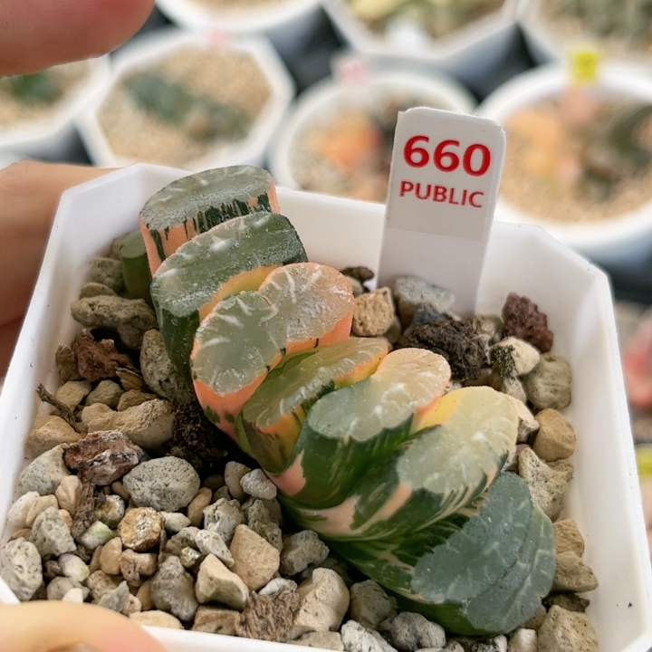 660号隼x玄武