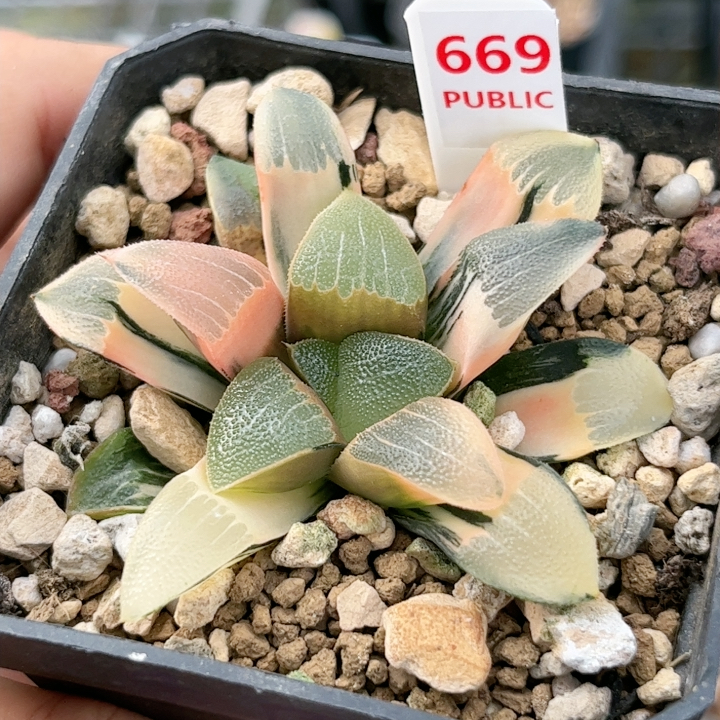 669号糊斑和田玉