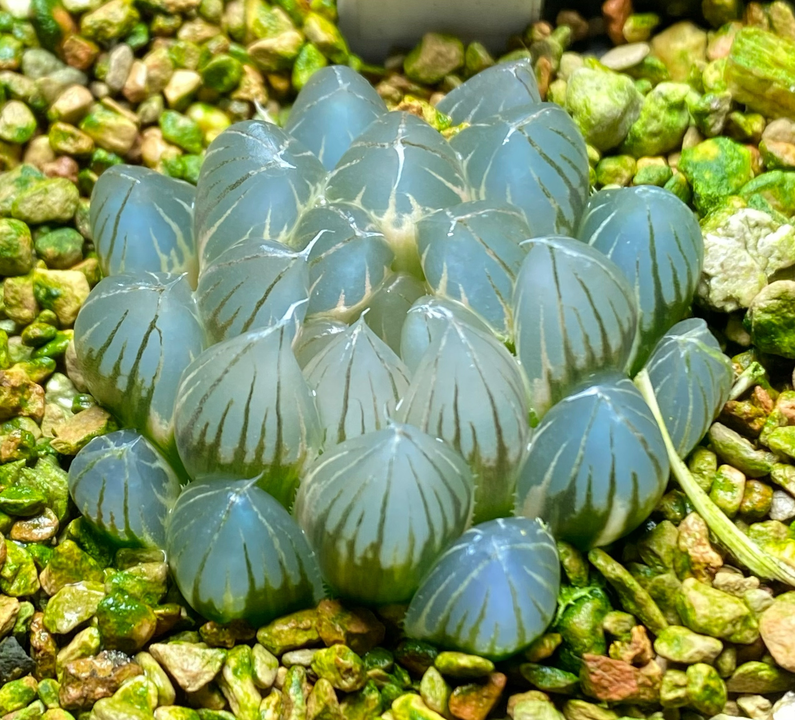 室内盆栽霓虹灯多肉植物一般