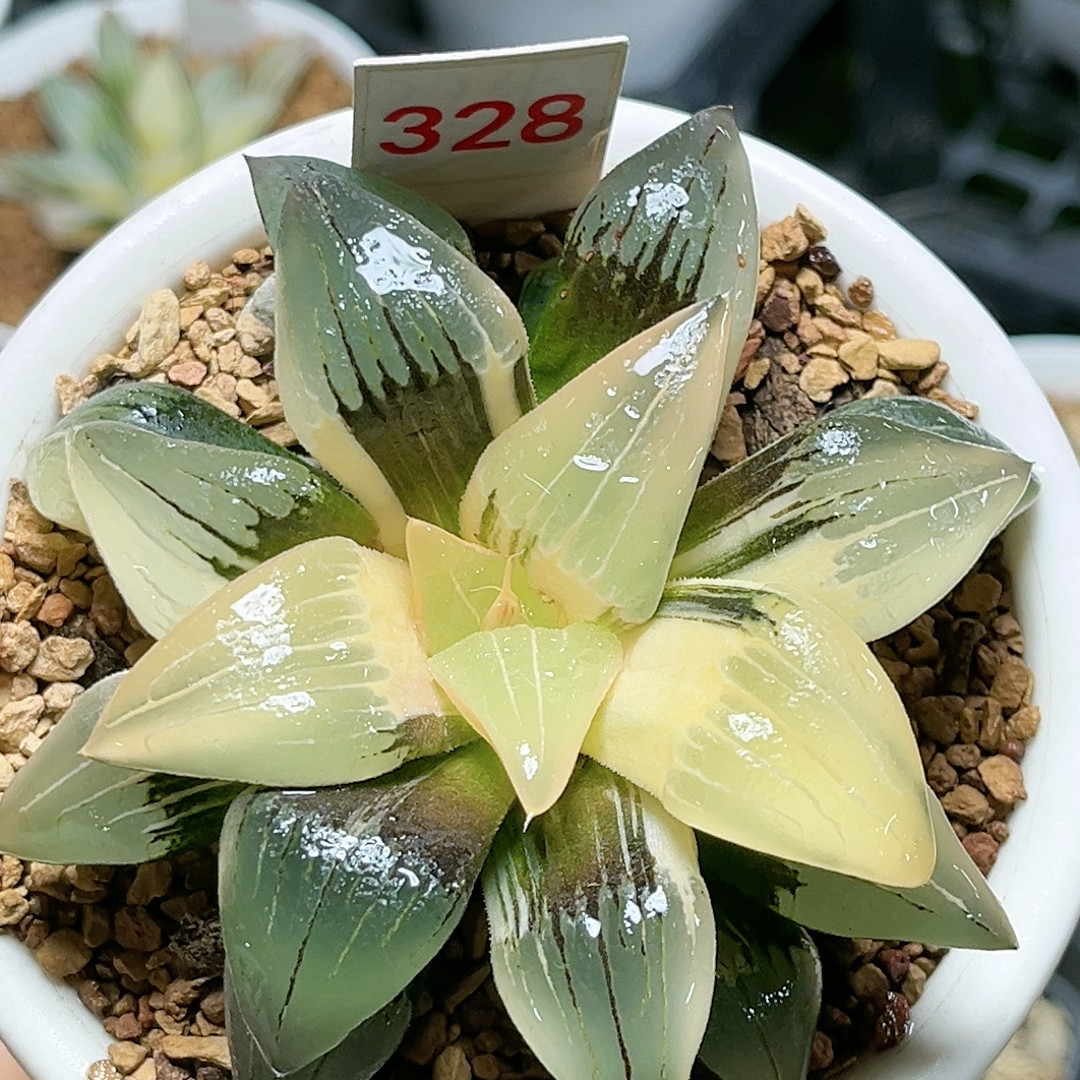 328号红纹糊斑,鲜花速递/花卉仿真/绿植园艺,多肉植物,淘宝优惠券,粉丝福利购,淘宝优惠卷