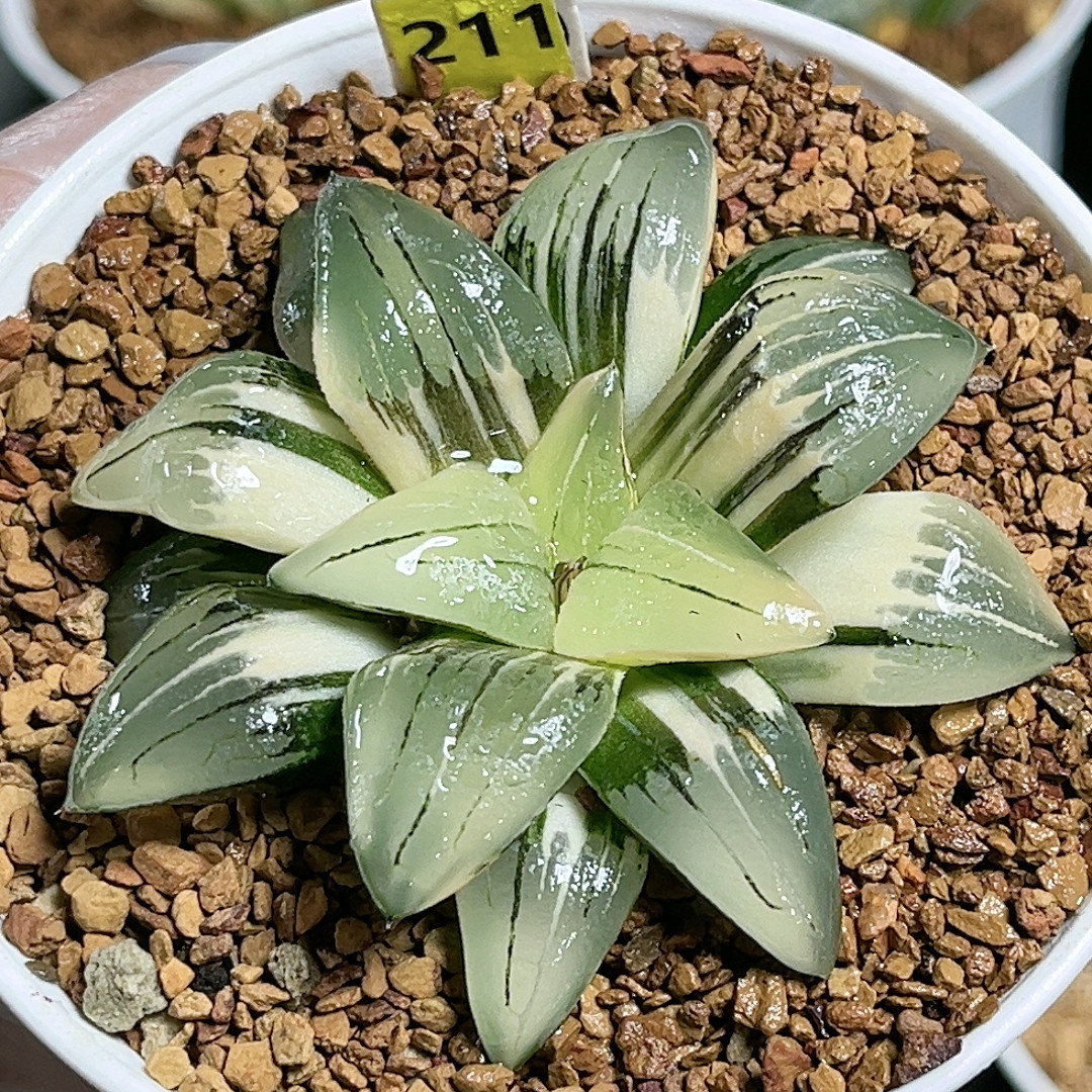 211红纹寿锦,鲜花速递/花卉仿真/绿植园艺,多肉植物,淘宝优惠券,粉丝福利购,淘宝优惠卷