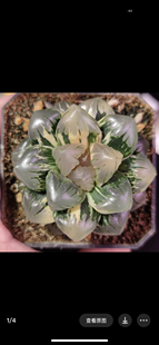 特价水中月玉露锦实生糊斑玉露锦多肉植物十二卷玉露锦霓虹灯