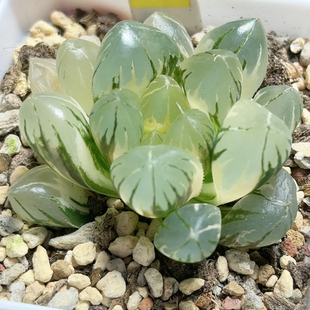 732号水晶玉露锦