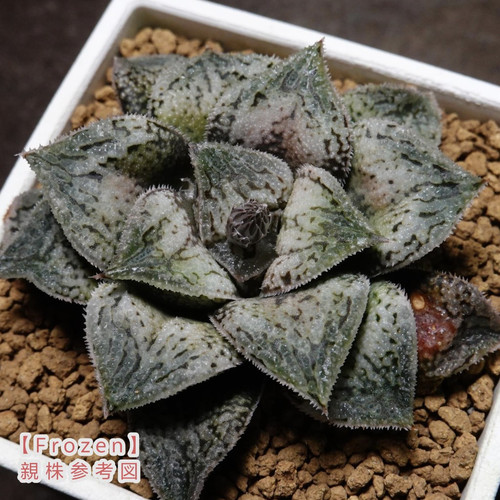 新品Frozen十二卷多肉植物瓦苇属原始系列花卉盆栽