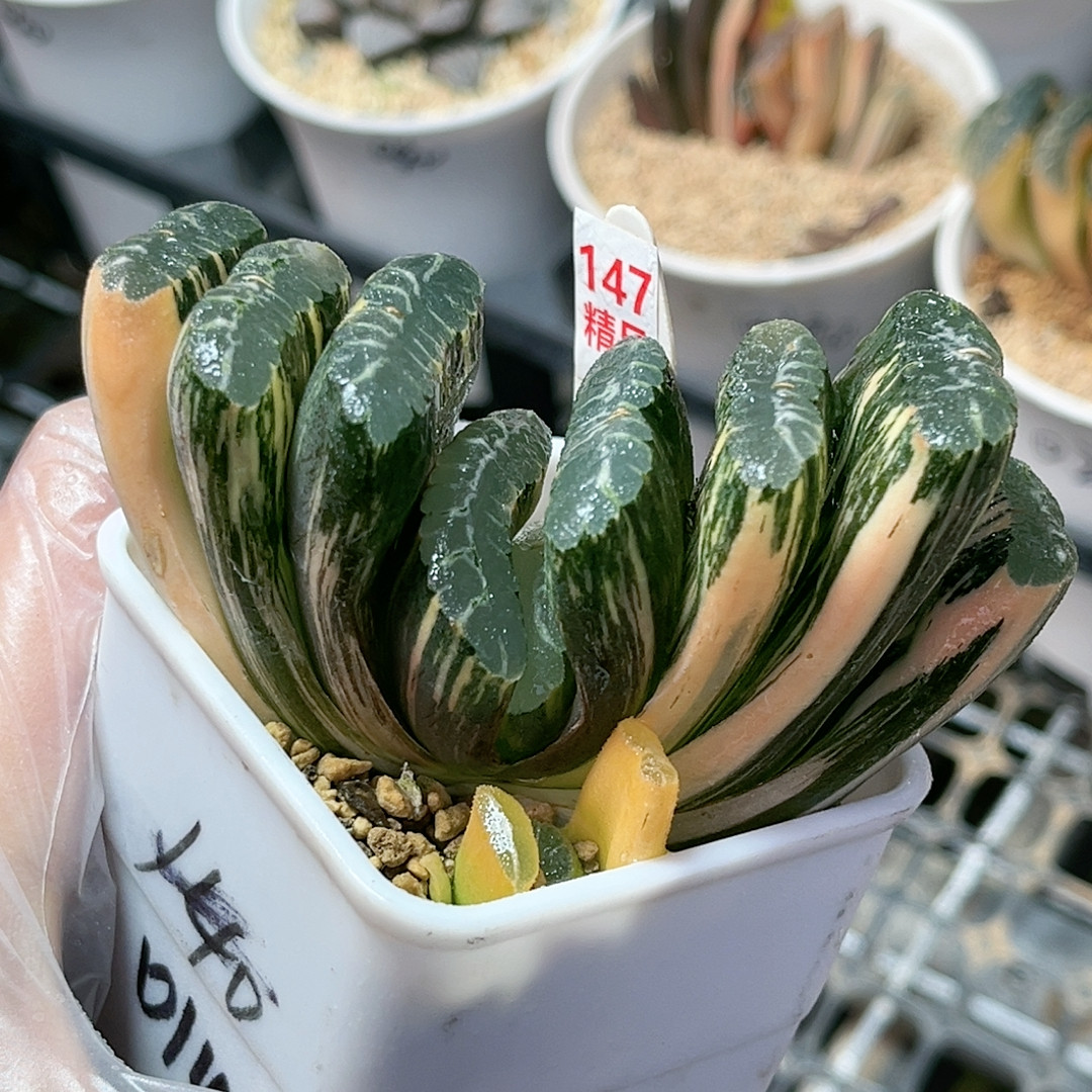 147号赤斑玉扇锦,鲜花速递/花卉仿真/绿植园艺,多肉植物,淘宝优惠券,粉丝福利购,淘宝优惠卷