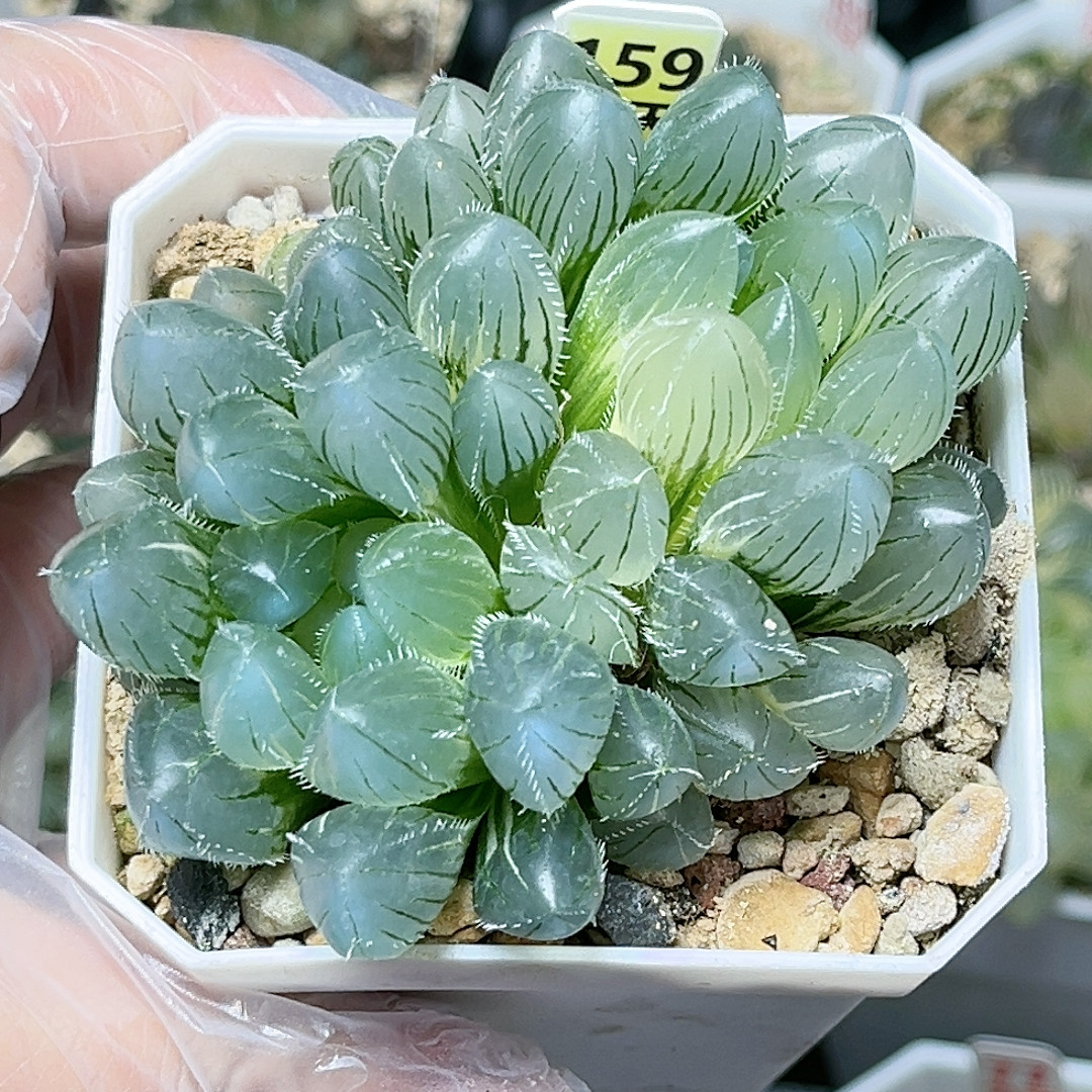 159号实生玉露锦,鲜花速递/花卉仿真/绿植园艺,多肉植物,淘宝优惠券,粉丝福利购,淘宝优惠卷