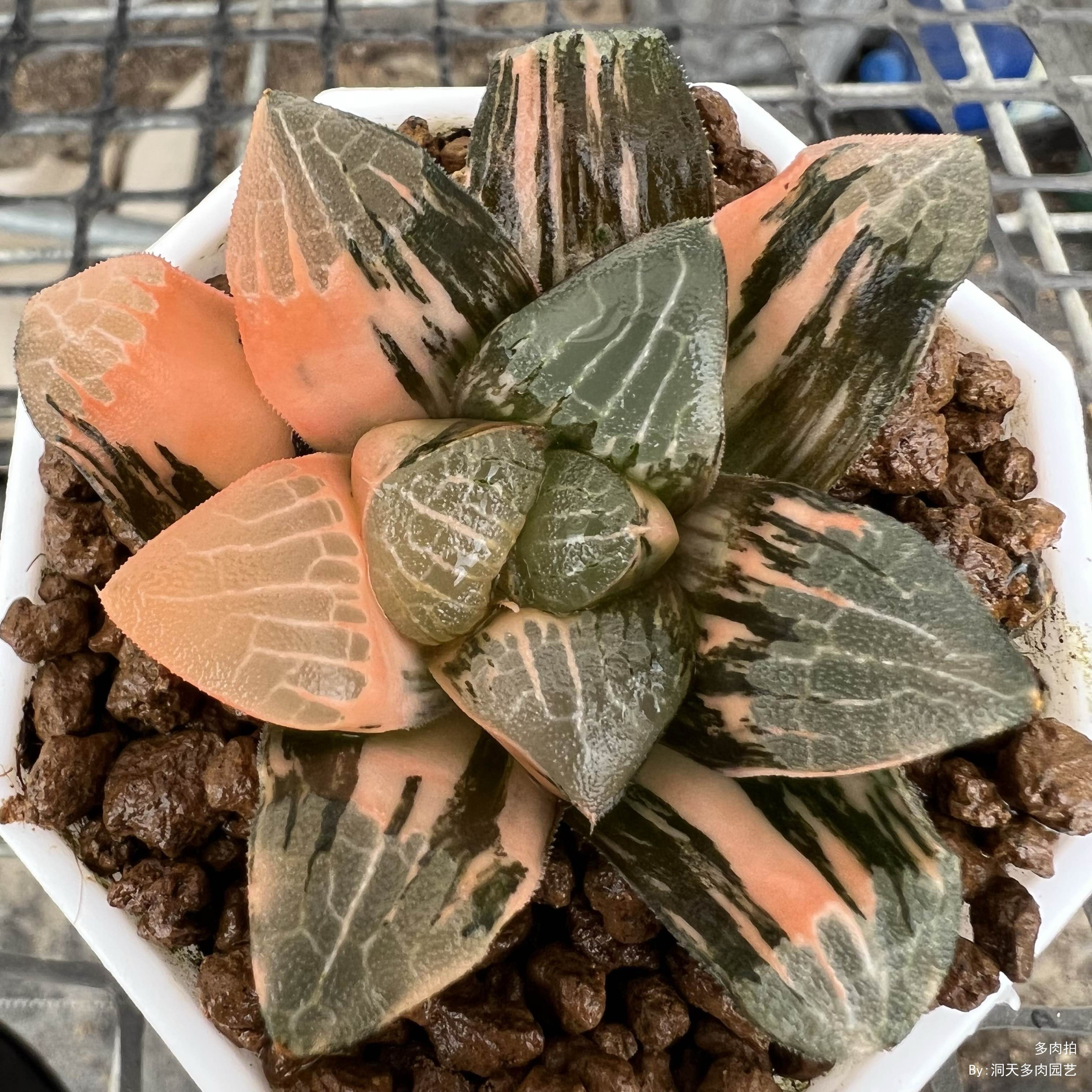 一物一拍大黑天克锦和田玉克十二卷多肉植物白熊肉肉植物迷你盆栽