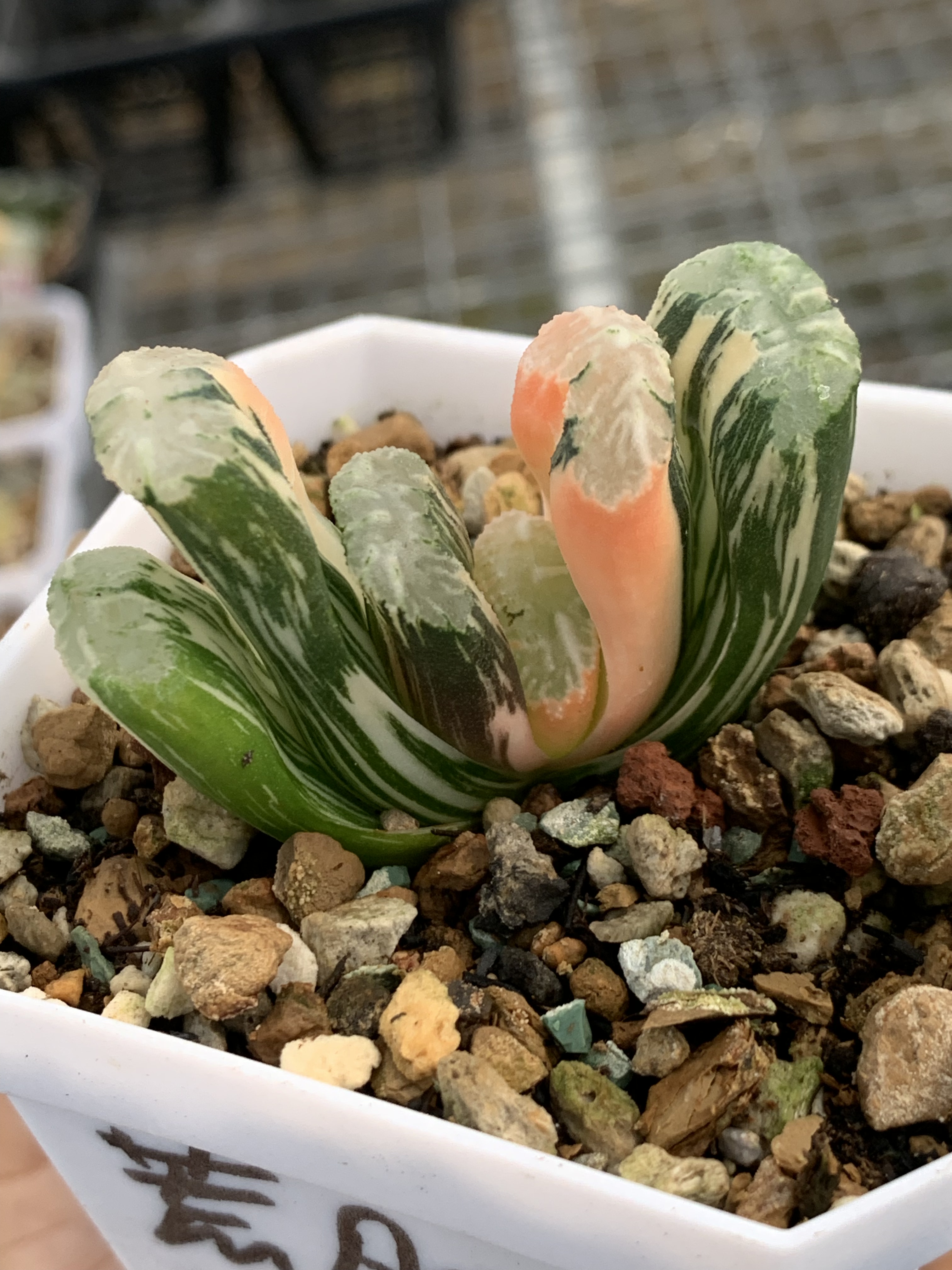 魔刺寿玉露魔镜万象蓝盆栽