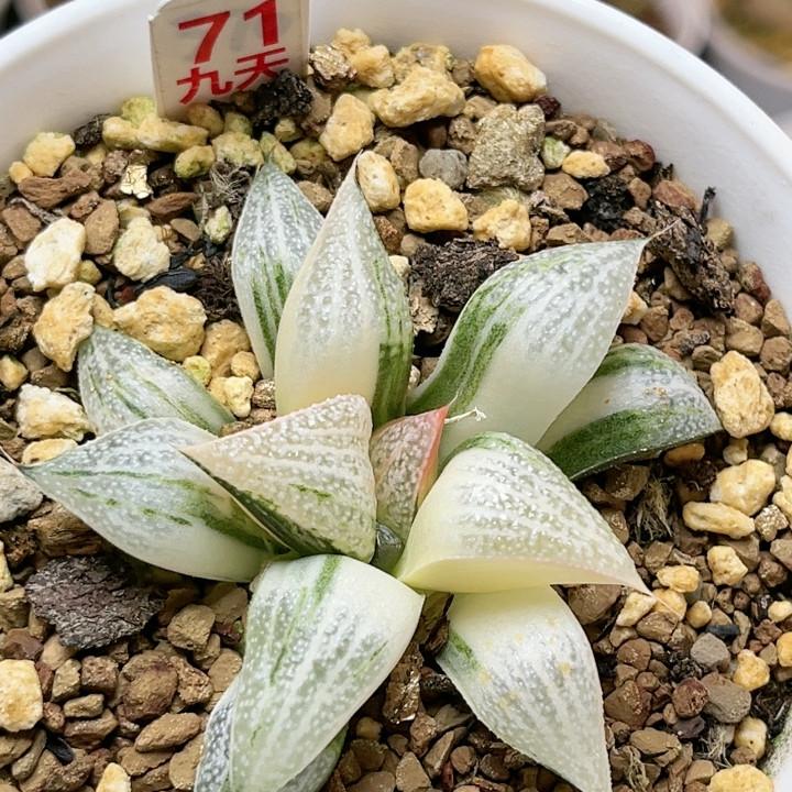71号特选青蟹锦