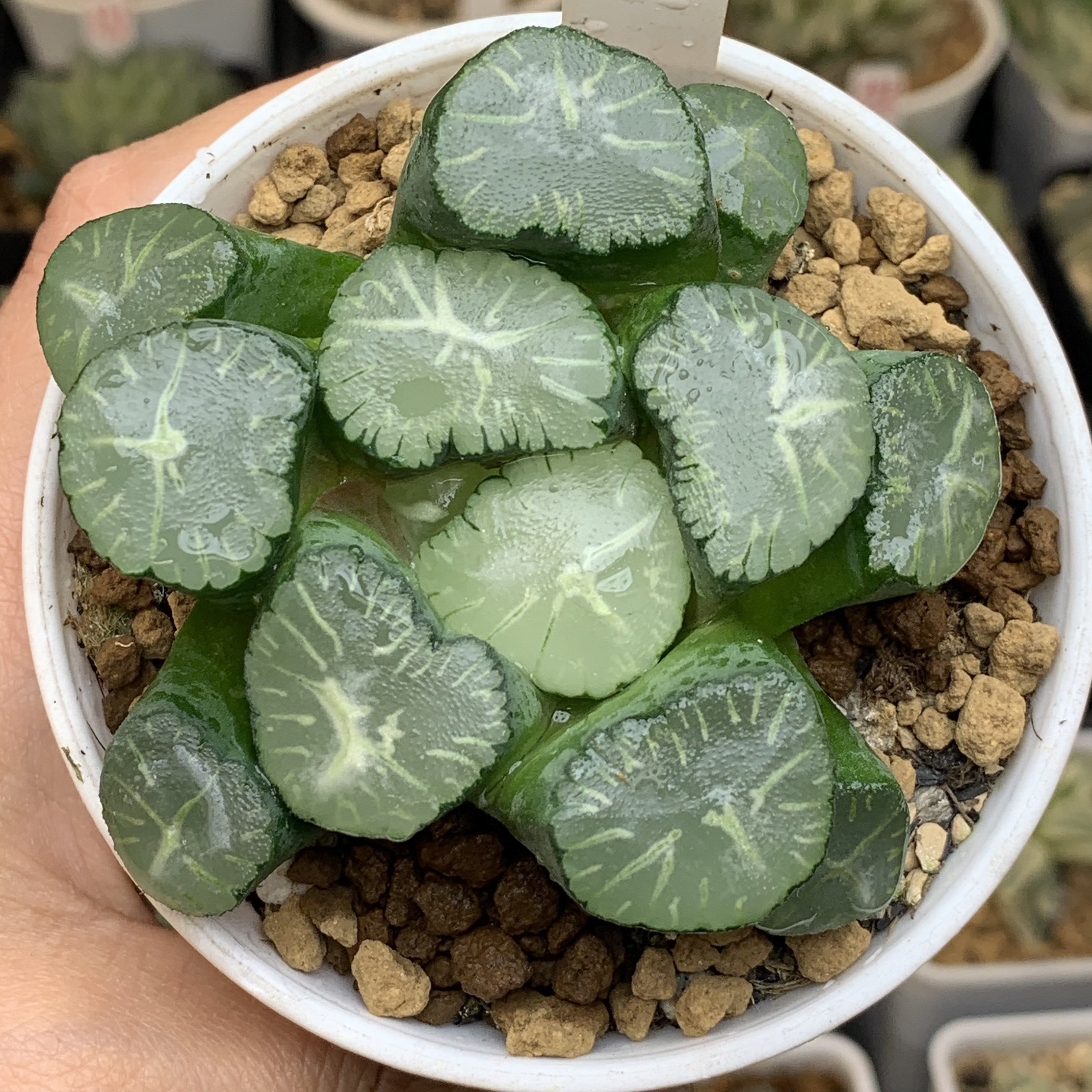 尼亚加拉大瀑布十二卷多肉植物