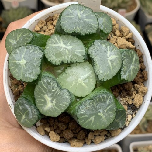 尼亚加拉大瀑布十二卷多肉植物