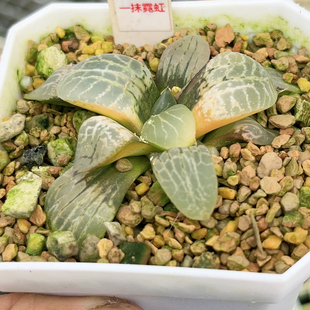 474号水晶康平锦