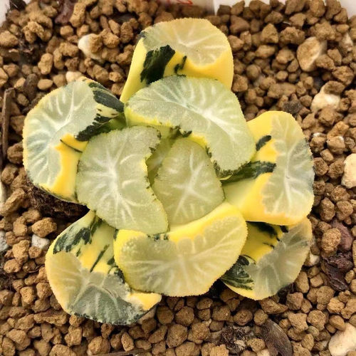 万象玉露锦巨人一物一拍