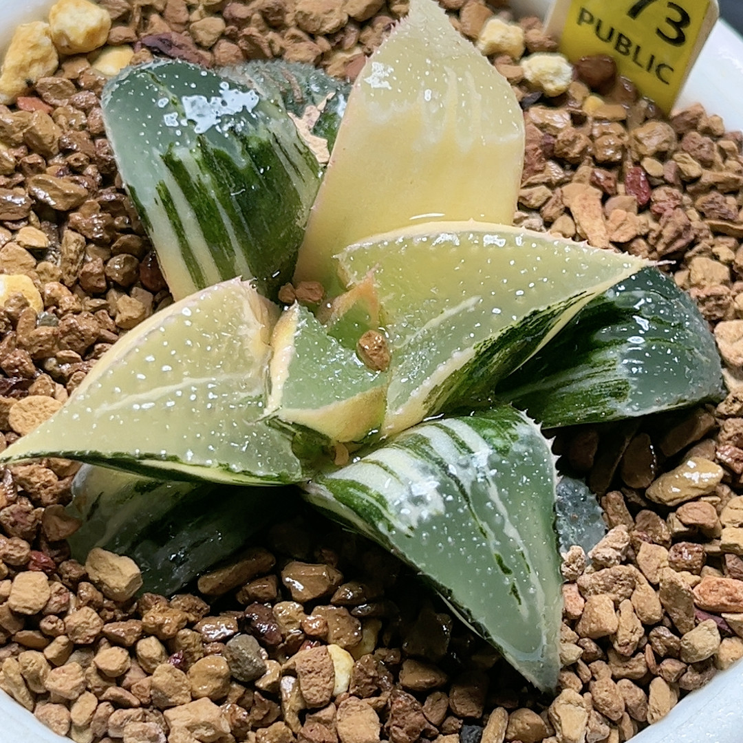 773号后翻糊芭提雅锦,鲜花速递/花卉仿真/绿植园艺,多肉植物,淘宝优惠券,粉丝福利购,淘宝优惠卷