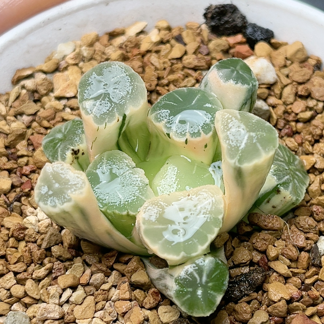 550号糊斑万象锦,鲜花速递/花卉仿真/绿植园艺,多肉植物,淘宝优惠券,粉丝福利购,淘宝优惠卷