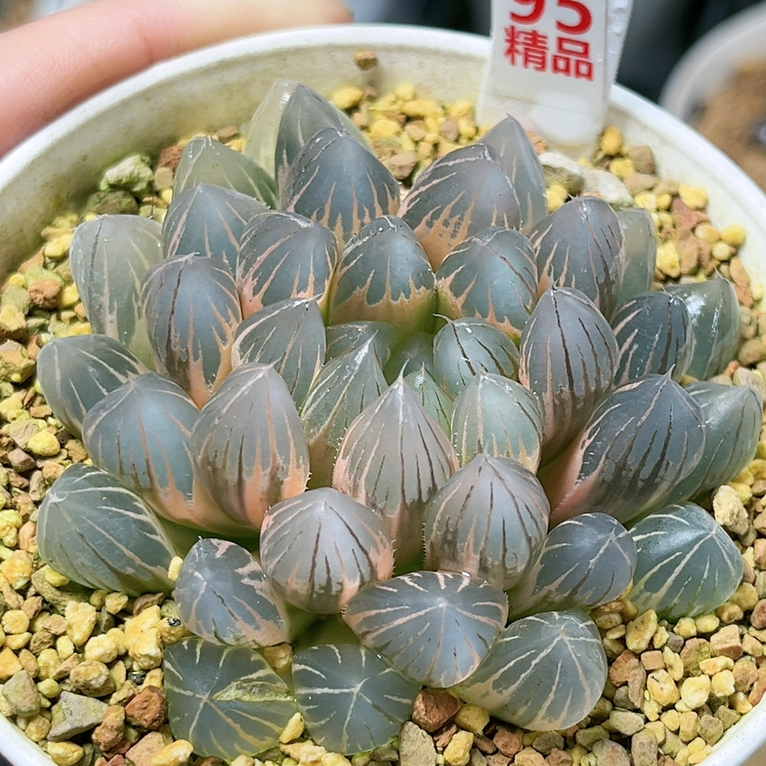 95号糊斑霓虹灯母本,鲜花速递/花卉仿真/绿植园艺,多肉植物,淘宝优惠券,粉丝福利购,淘宝优惠卷