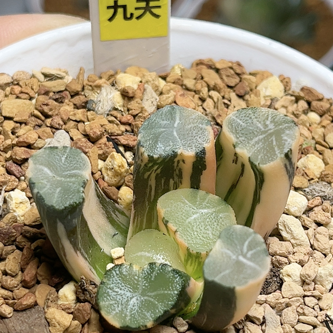 642号白妙万象锦,鲜花速递/花卉仿真/绿植园艺,多肉植物,淘宝优惠券,粉丝福利购,淘宝优惠卷