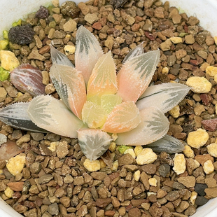 792号糊斑白帝城锦