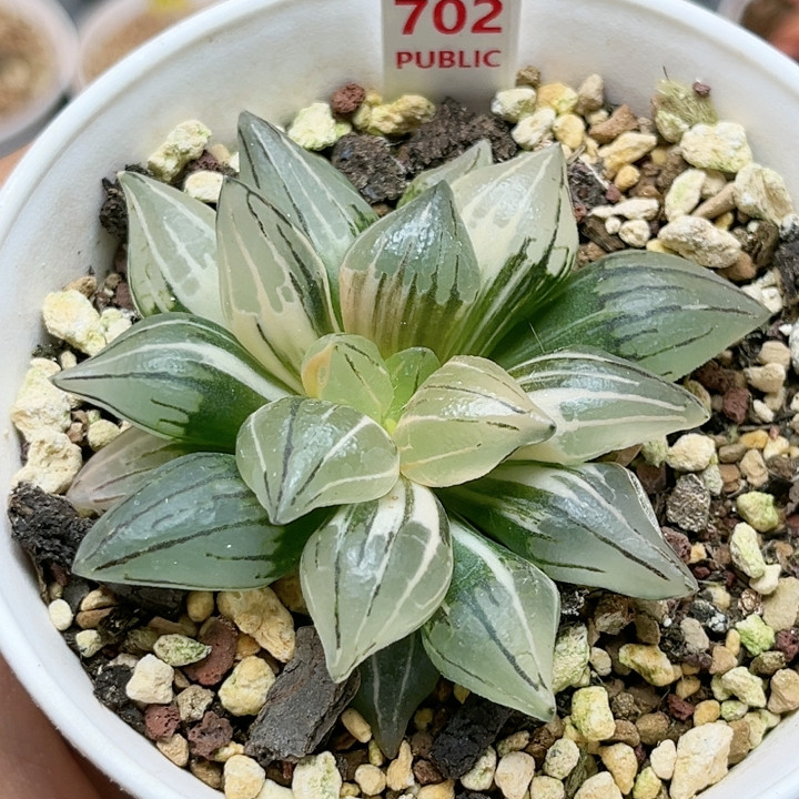 702号西瓜寿锦
