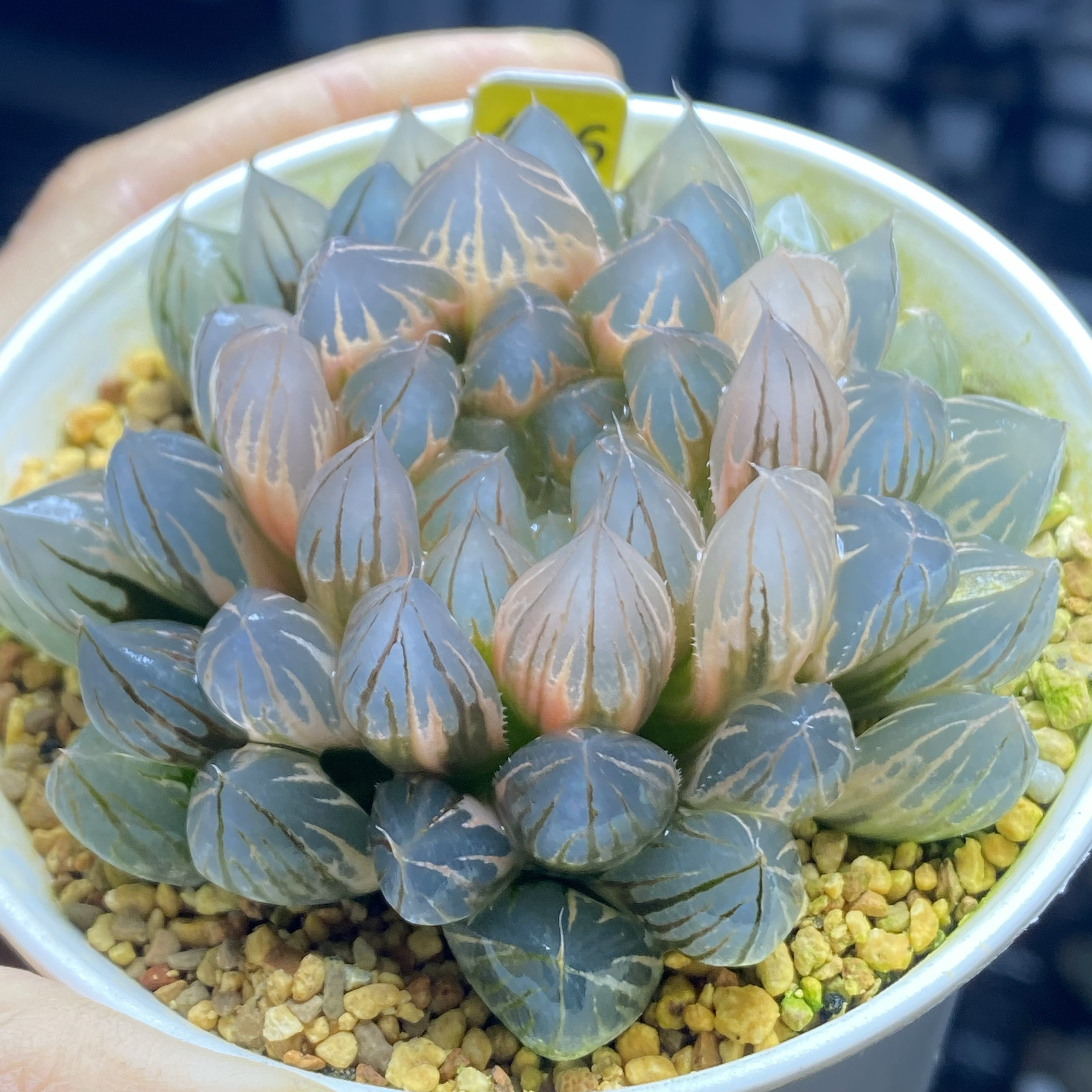 水晶霓虹灯老川糊斑樱水晶灵犀玉露锦综合玉扇锦万象锦新品十二卷