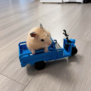 仓鼠玩具金丝熊侏儒鼠蜜袋鼬跑轮解闷神器三轮摩托车仿真模型玩具