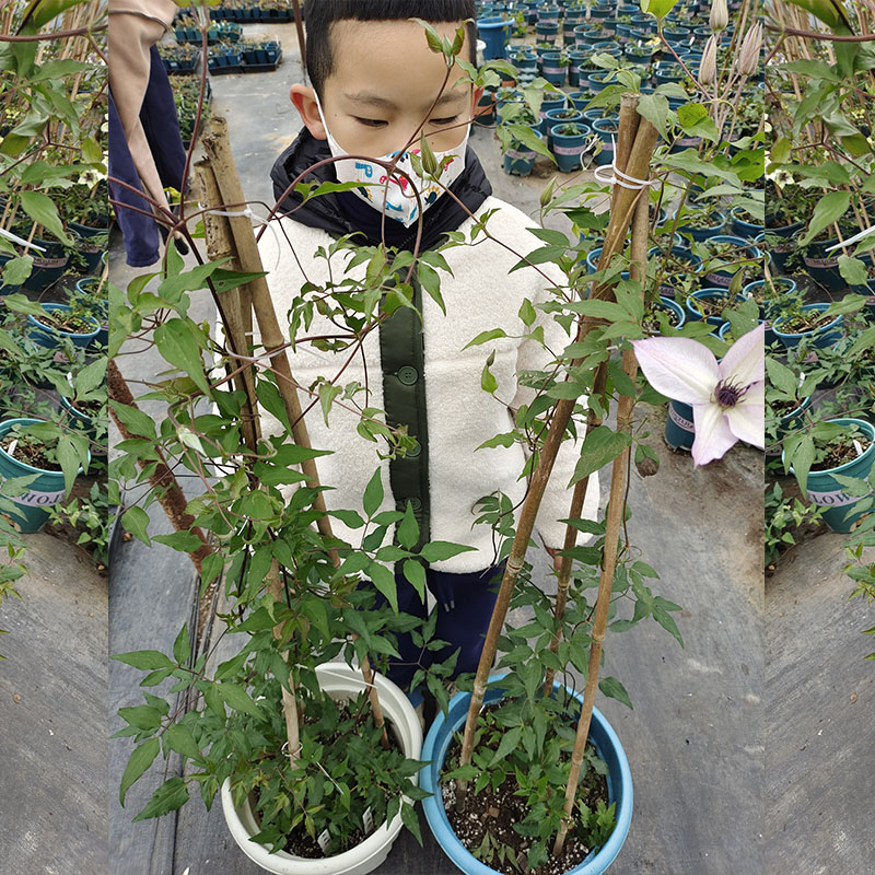带花苞阳台庭院攀援花卉包对版