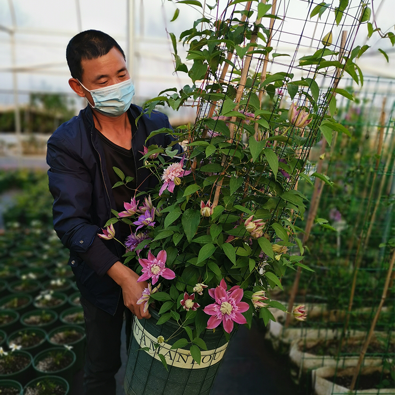 铁线莲对版大苗耐寒耐热爬藤花卉