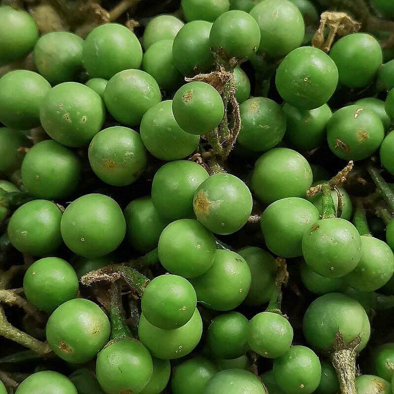 云南特产小苦果新鲜现摘撒苤苦水野生蔬菜泰国小圆茄特色野菜吃播