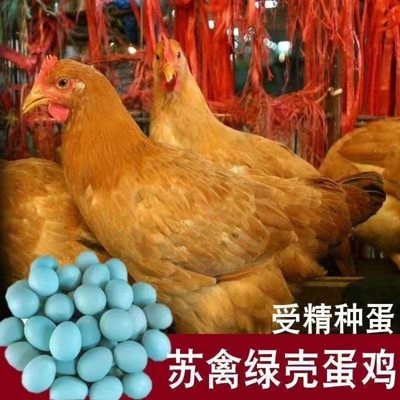 苏禽绿壳种蛋受精蛋可孵化小鸡蛋种蛋可食用新鲜破损包赔绿壳种蛋