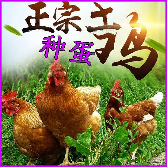 老式原生土鸡种蛋受精蛋可孵化小鸡蛋种蛋可食用新鲜破损包赔种蛋