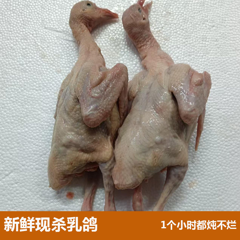 整只乳鸽新鲜现杀老鸽新鲜乳鸽农家散养炖汤脆皮乳鸽半成品商用