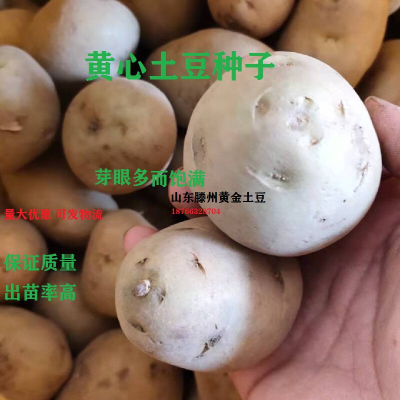 高产荷兰黄心土豆种子脱毒原种老品种v7面粉黄心马铃薯种子秋季种