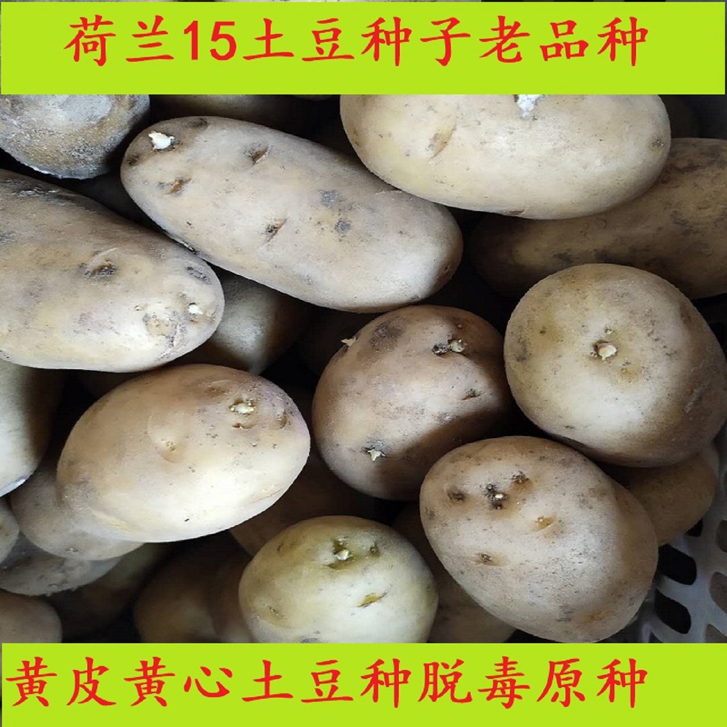 高产荷兰十五黄皮黄心大土豆种子脱毒原种马铃薯种子带芽春秋季种