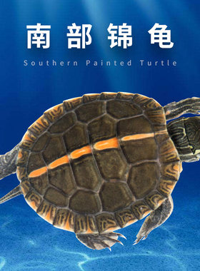 南部锦龟活体南锦乌龟观赏龟