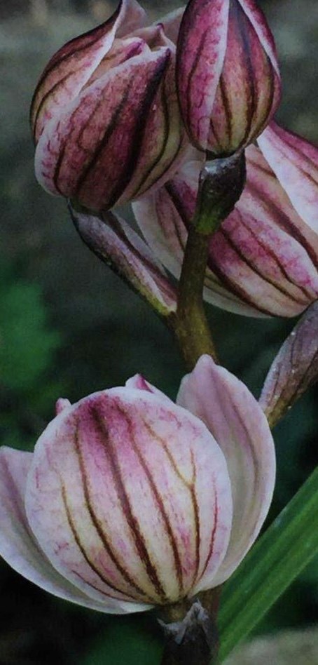 自产自销莲瓣兰花知青岁月知青红荷兰花花卉绿植盆景盆栽