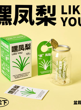 嘿凤梨无土栽培空气凤梨盆栽