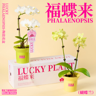 青松下-福蝶来 蝴蝶兰盆栽带花苞四季长花期植物花卉送人高级礼物