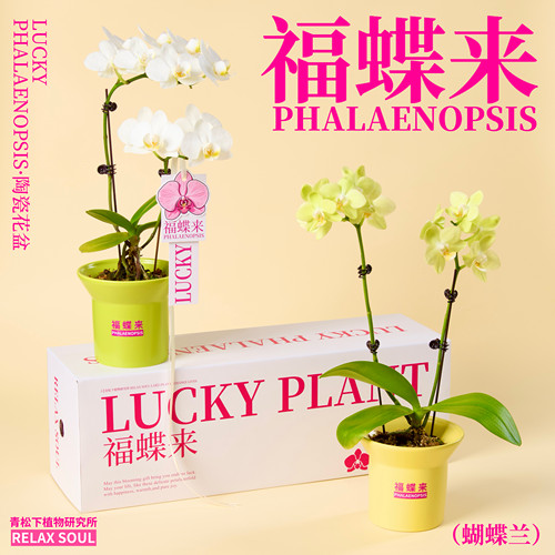 【福蝶来】蝴蝶兰盆栽创意礼物