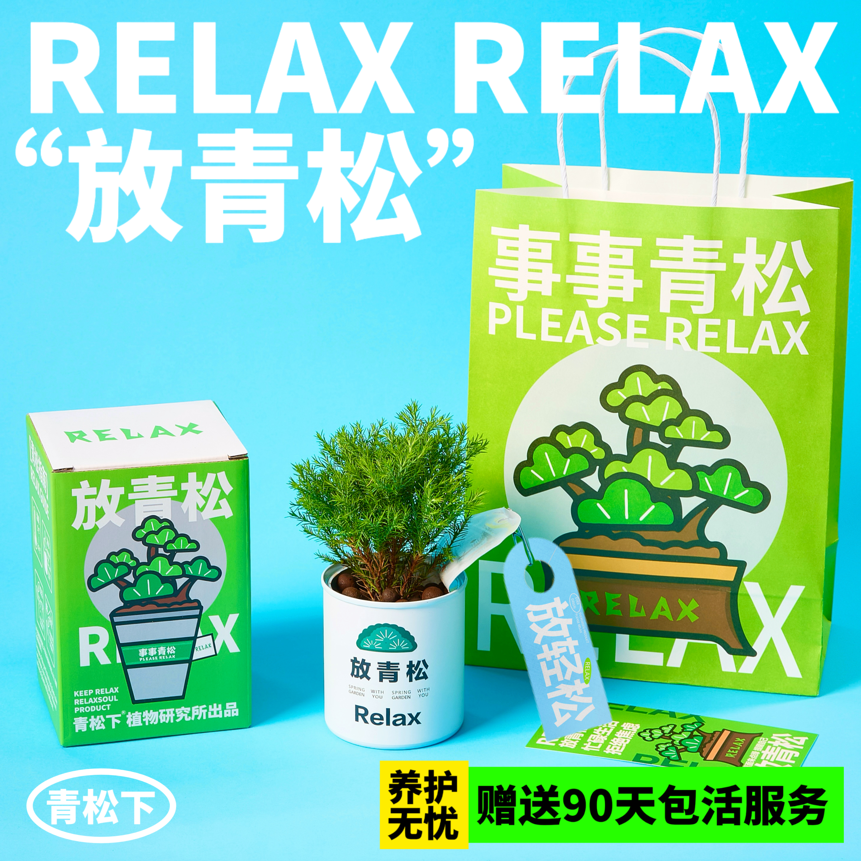 放青松创意植物盆栽礼盒套装
