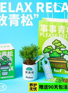 青松下-放青松雾松罗汉松植物盆栽懒人好养办公桌面绿植创意礼物