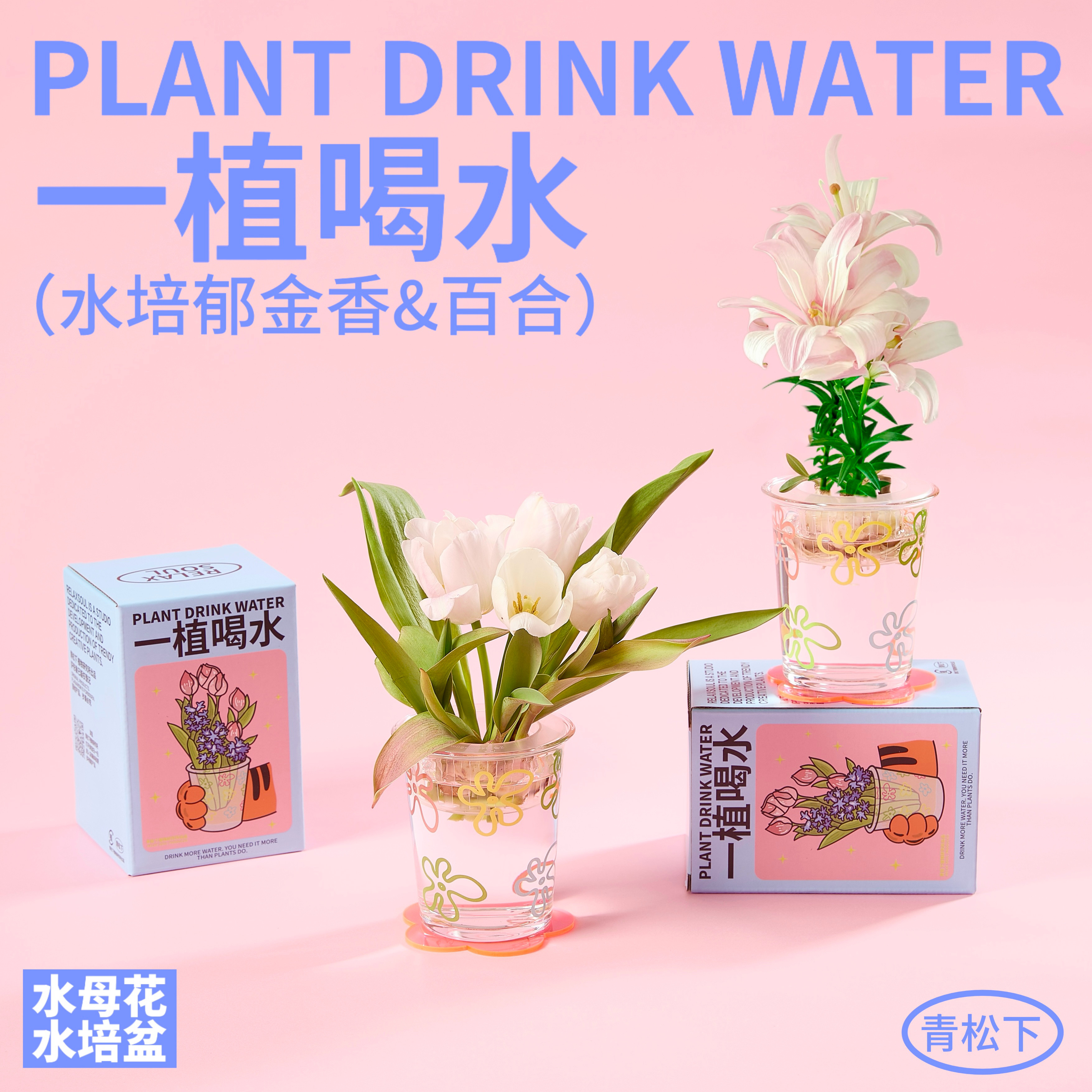 青松下-一植喝水郁金香百合风信子种球桌面盆栽水培植物创意礼物