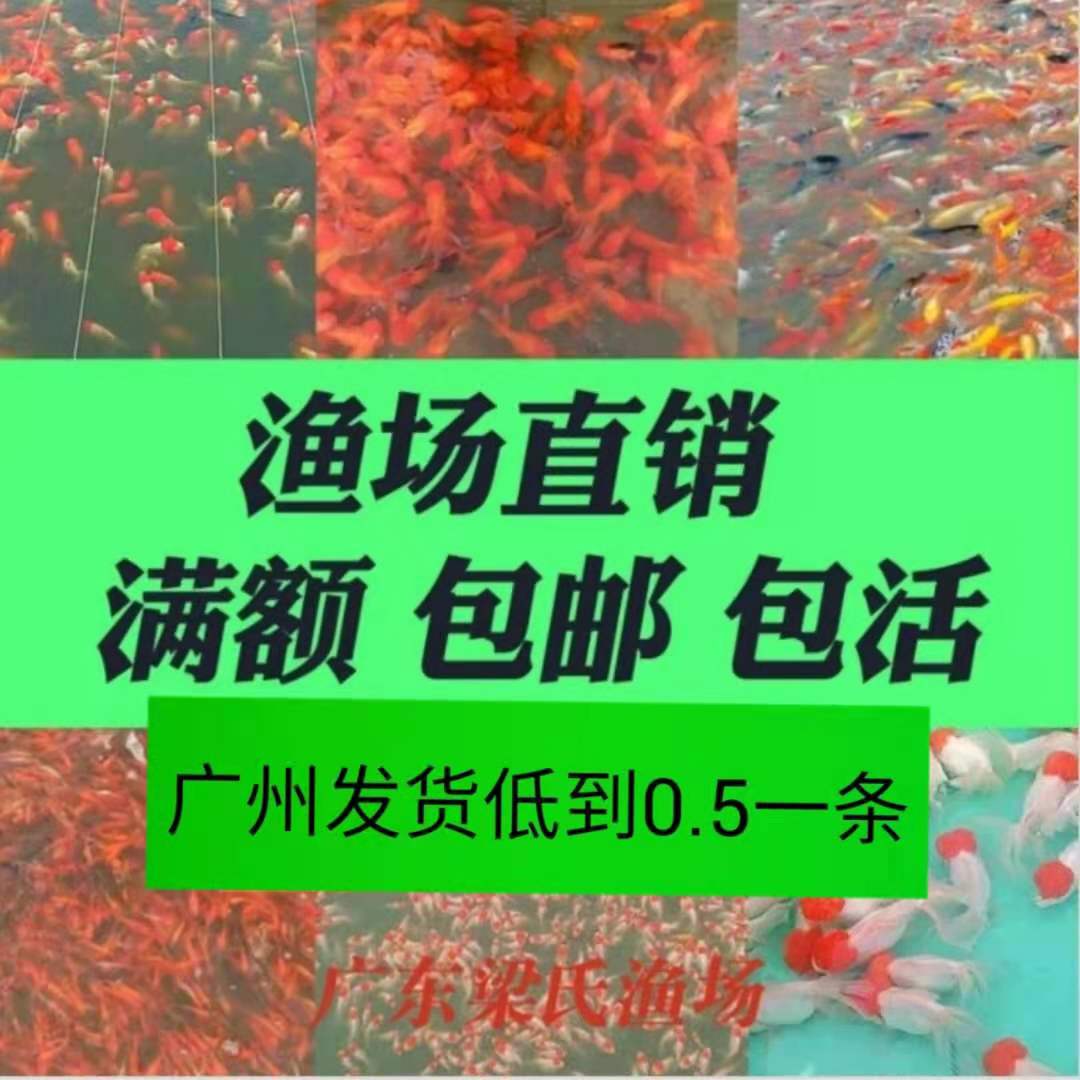 小草活饲料冷水摆摊垂钓包邮金鱼