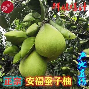 正宗安福蚕子柚江西特产井冈山吉安金兰柚萍乡蚕子柚限时特价！