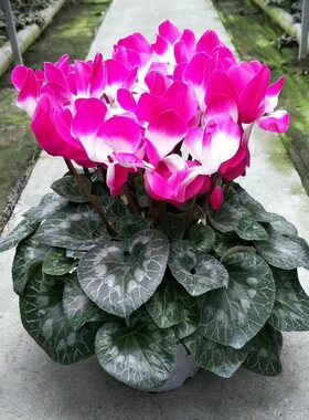 仙客来盆栽带花秋冬季好养活室内阳台办公室四季开花大盆观花植物