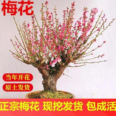 梅花盆栽老桩原生红梅树苗浓香型花卉耐寒植物室内腊梅朱沙梅盆景