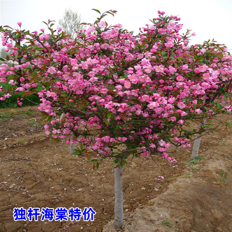 垂丝海棠西湖海棠北美植物花苗老桩盆景树桩开花室外重瓣阳台花卉