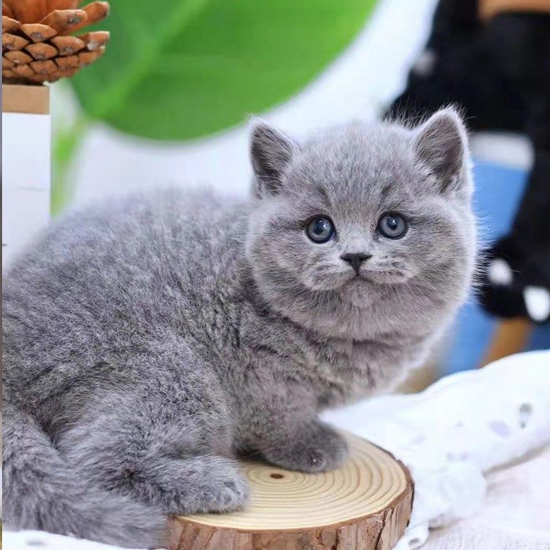 纯种幼猫英短英国短毛猫蓝白小猫幼猫咪活物幼崽折耳猫蓝猫