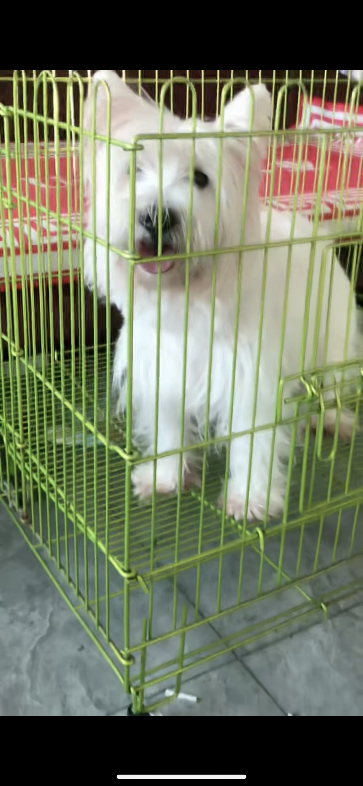 西高地幼犬小体白梗幼犬纯种西部高地白梗犬双血统西高地宠物小狗