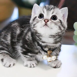 纯种英短银渐层猫蓝金渐层猫曼基康矮脚拿破仑蓝猫纯白小猫咪活物