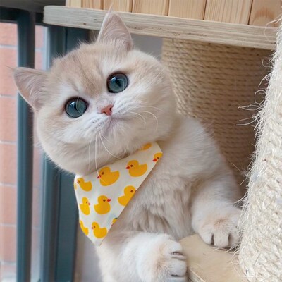 宠物猫咪活物英短蓝猫美短虎斑